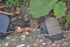 pest contol