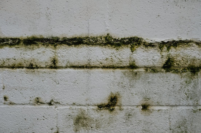 mold
